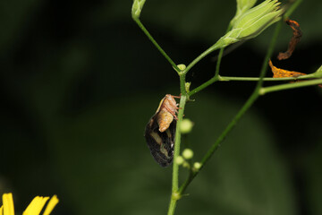 natural ricania insect macro photo