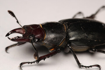 black lesser stag beetle macro photo