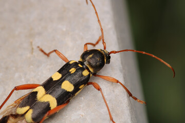 Neoclytus yellow striped insect photo