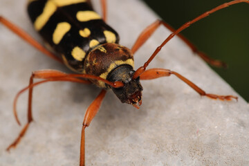 Neoclytus yellow striped insect photo