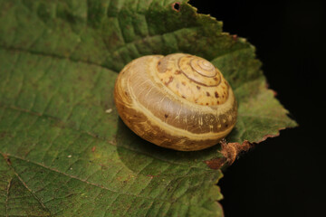 cornu aspersum snail animal macro photo