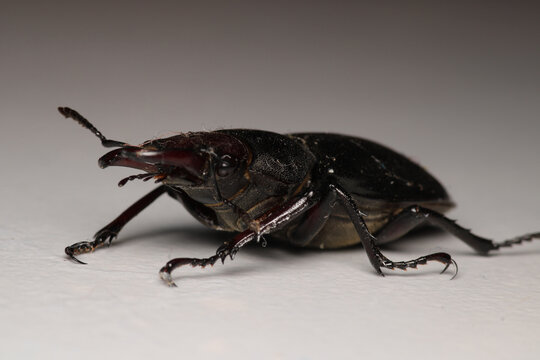 black lesser stag beetle macro photo