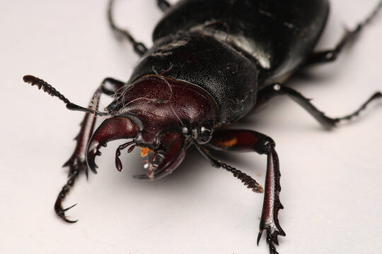 black lesser stag beetle macro photo