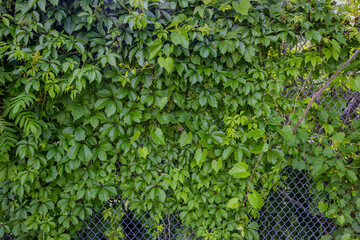 A chain link fence covered in green foliage - mostly leaves with some small white flowers - some...