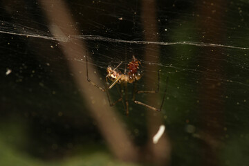 natural tetragnatha extensa spider macro photo