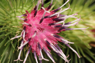 natural lesser burdock flower photo