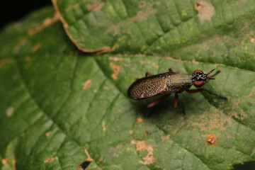 macro photo of housefly facing back