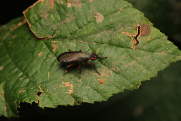 macro photo of housefly facing back