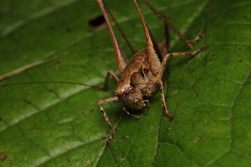 dark bush cricket grasshopper insect macro photo
