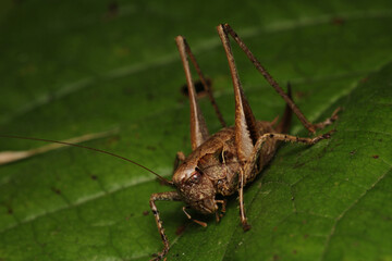 dark bush cricket grasshopper insect macro photo