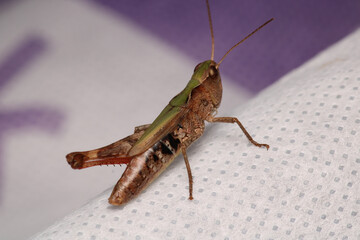 rufous grasshopper insect macro photo