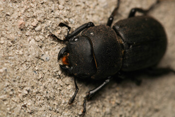 black lesser stag beetle macro photo