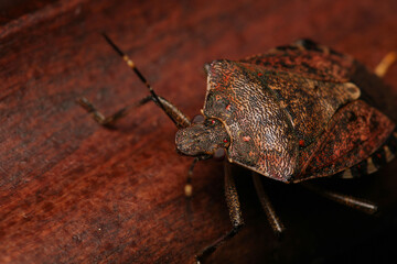 Halyomorpha Halys insect macro photo