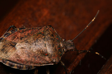 Halyomorpha Halys insect macro photo