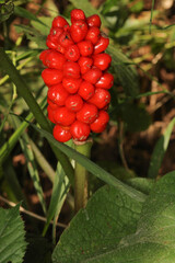 natural arum alpinum plant photo