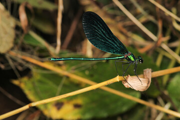 zygoptera green dragonfly macro photo