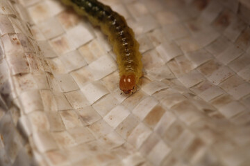 cimbex femoratus fly larva macro photo