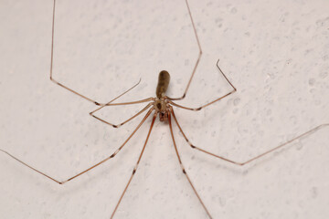 pholcus phalangioides spider macro photo