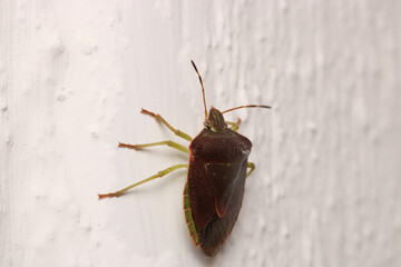 Halyomorpha Halys insect macro photo