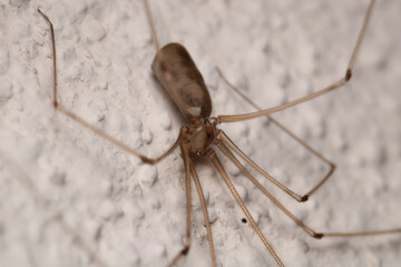 pholcus phalangioides spider macro photo