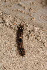 natural phragmatobia fuliginosa caterpillar macro photo