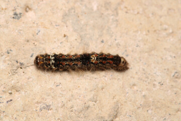 natural phragmatobia fuliginosa caterpillar macro photo