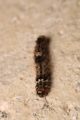 natural phragmatobia fuliginosa caterpillar macro photo