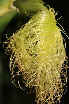 natural corn seedlings tassel photo