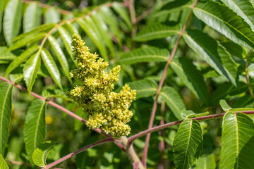 A sumac tree with green compound leaves and yellow cone-shaped flowers. Taken in Toronto, Canada.