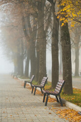 Fototapeta premium Autumn park with wooden benches in foggy morning