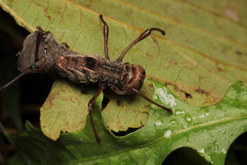 stauropus fagi insect macro photo