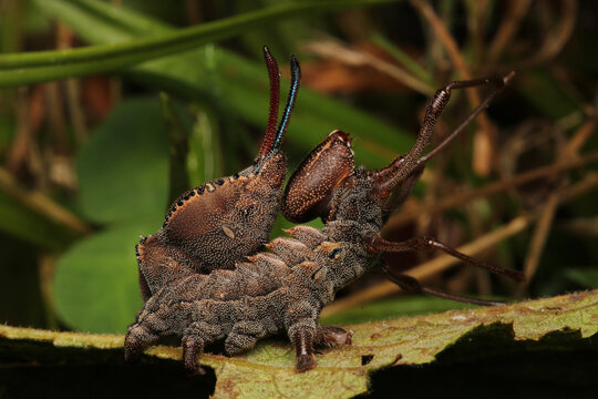 stauropus fagi insect macro photo