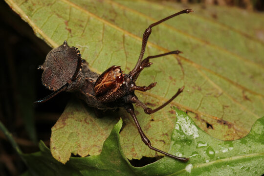 stauropus fagi insect macro photo