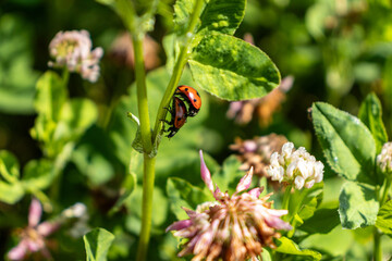 Two red and black spotted ladybugs - Coccinellidae - mating on a green plant stem with white and pink flowers - a close up shot in bright sunlight. Taken in Toronto, Canada.