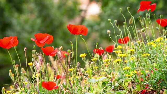 Poppy flowers, wild wildflowers with hawksbeard yellow plant macro closeup with shallow depth of field in Athens Acropolis, Greece