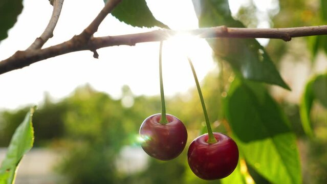 Red ripe cherry grow on tree at the garden, closeup. Autumn harvest