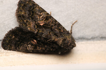 rivula sericealis insect moth macro photo