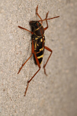 Neoclytus yellow striped insect photo