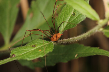 pholcus phalangioides spider macro photo