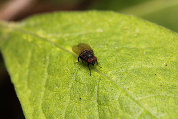 macro photo of housefly facing back