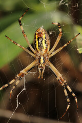 argiope bruennichi spider macro photo