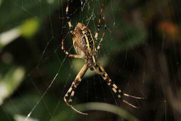 argiope bruennichi spider macro photo