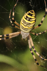 argiope bruennichi spider macro photo