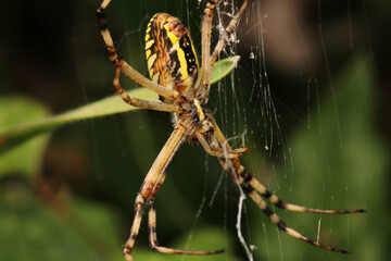 argiope bruennichi spider macro photo