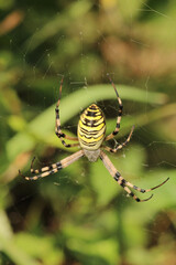 argiope bruennichi spider macro photo