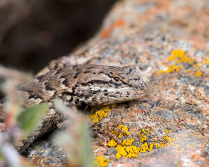 A Common Sagebrush Lizard blends in against a lichen-covered rock.