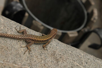 Darevskia bithynica tristis lizard macro photo