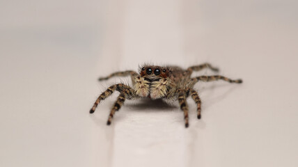 little jumping spider macro photo