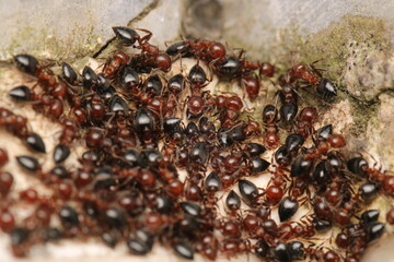 Black carpenter ant macro photo