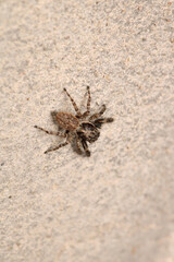 little jumping spider macro photo